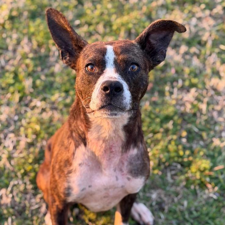 Enlarge LC-Melody, a Adoptable Mixed Breed in Tulsa, OK image 6/6