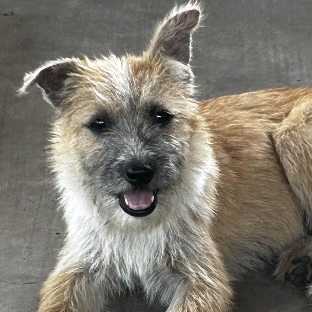 Darby, an adopted mixed breed in Davenport, IA image 4/6