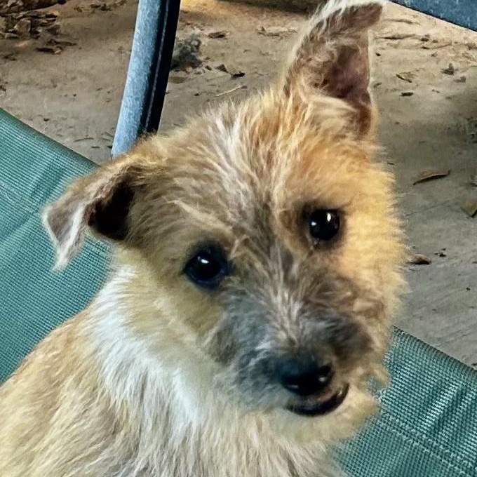 Darby, adopted, Young Female Norfolk Terrier & Cairn Terrier.