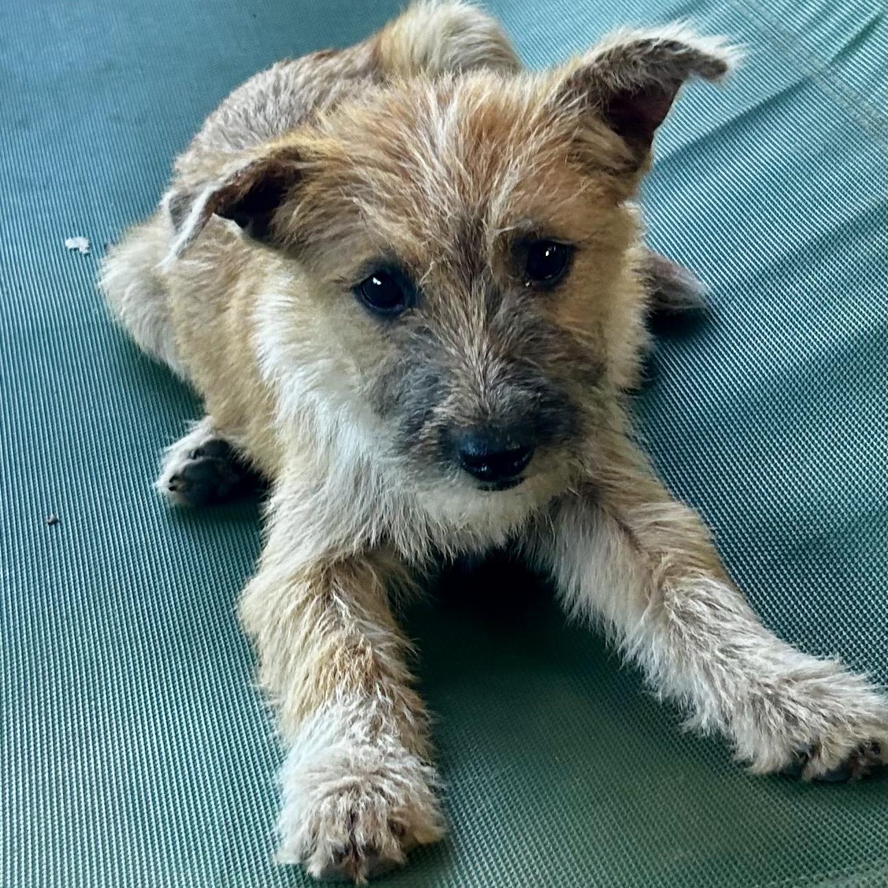 Darby, an adopted mixed breed in Davenport, IA image 3/6