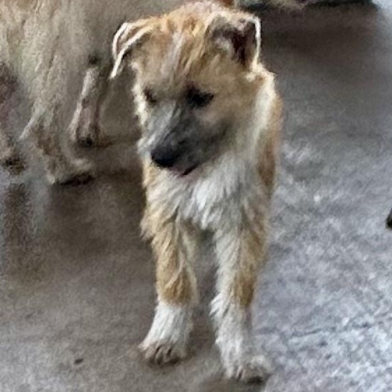 Darby, an adopted mixed breed in Davenport, IA image 5/6