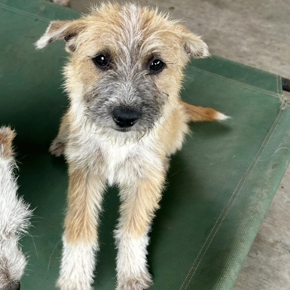 Darby, an adopted mixed breed in Davenport, IA image 2/6