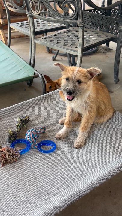 Enlarge Darby, an adopted mixed breed in Davenport, IA video 6/6