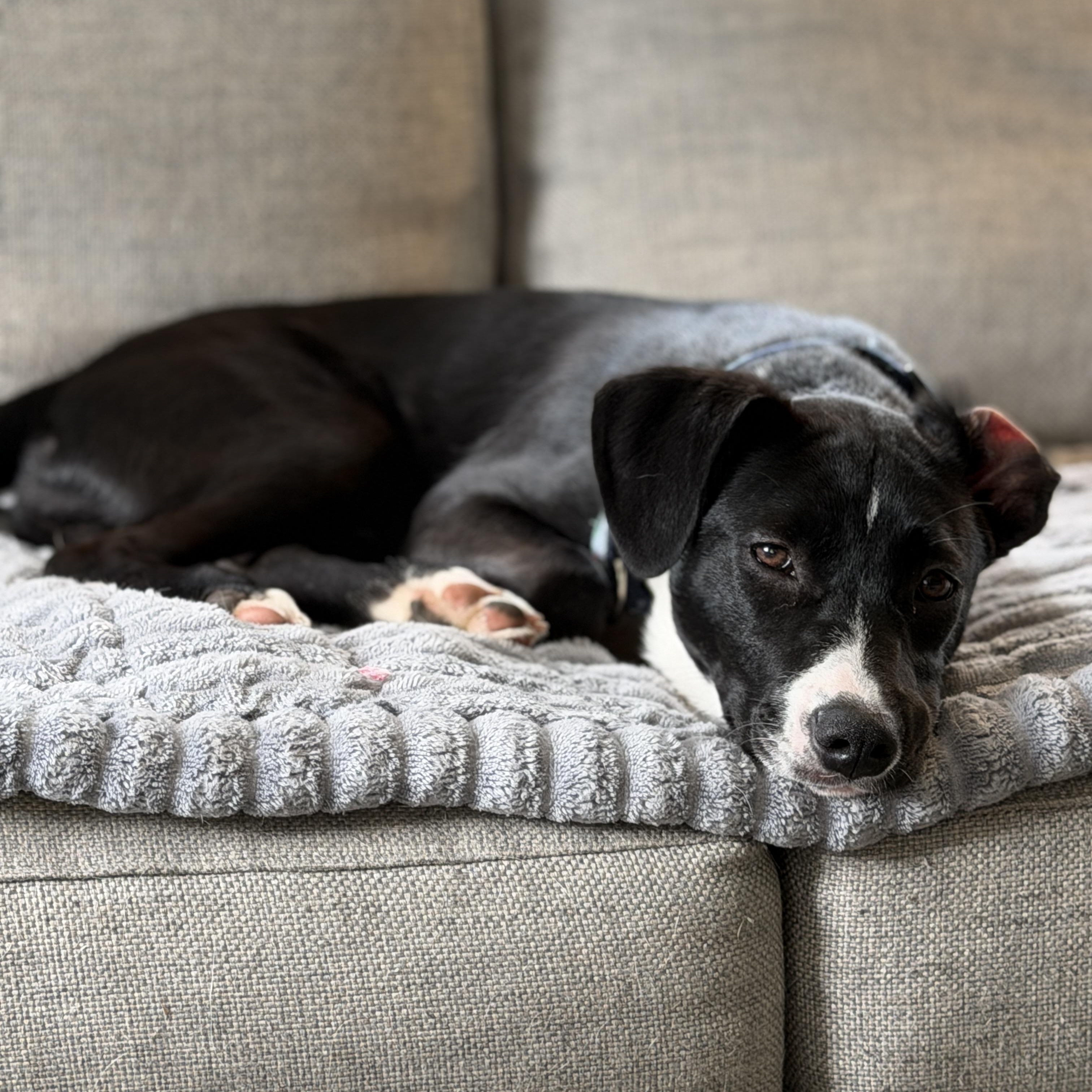Scout, Adoptable, Puppy Male Collie & American Staffordshire Terrier.