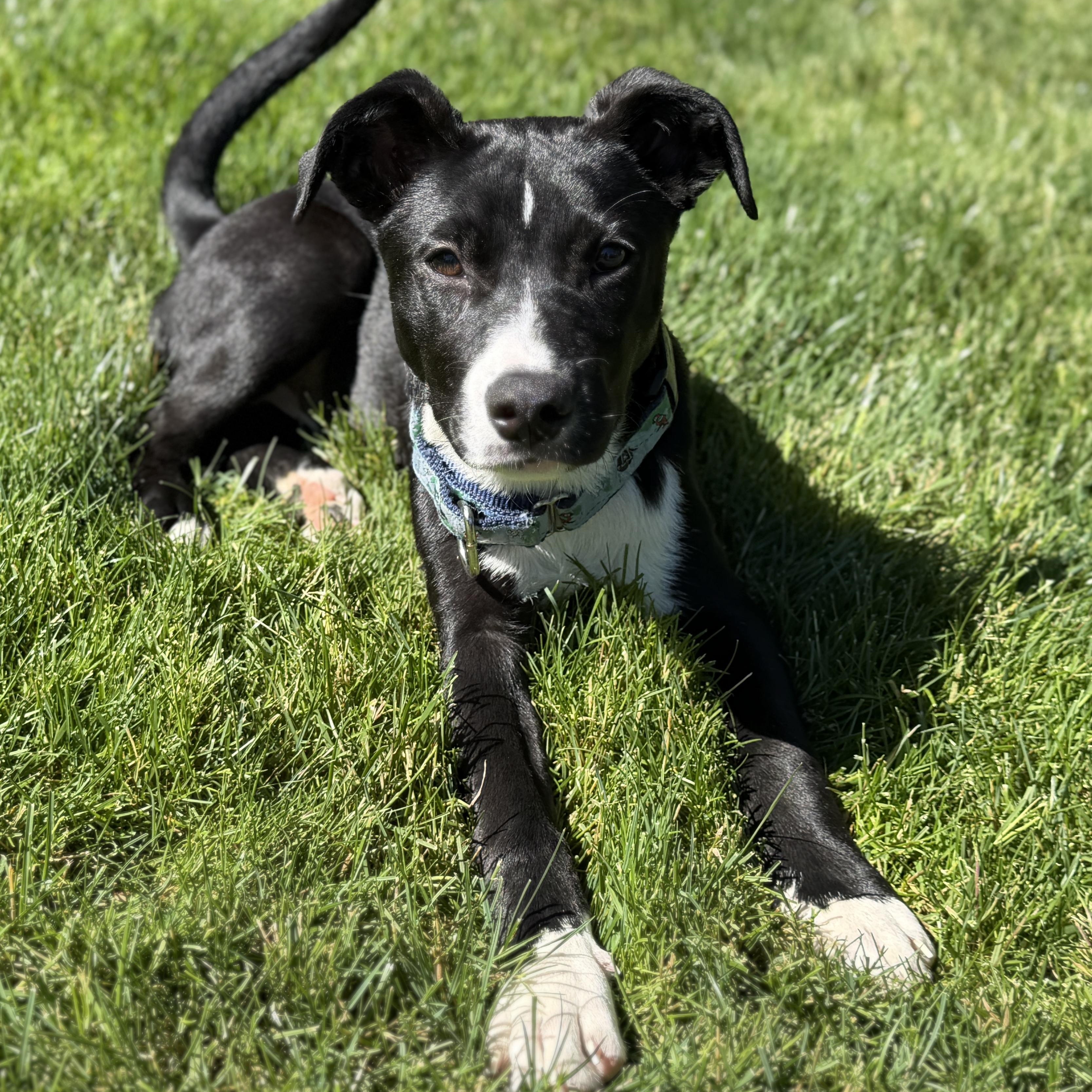 Scout, a Adoptable mixed breed in Chatham, NJ image 2/6