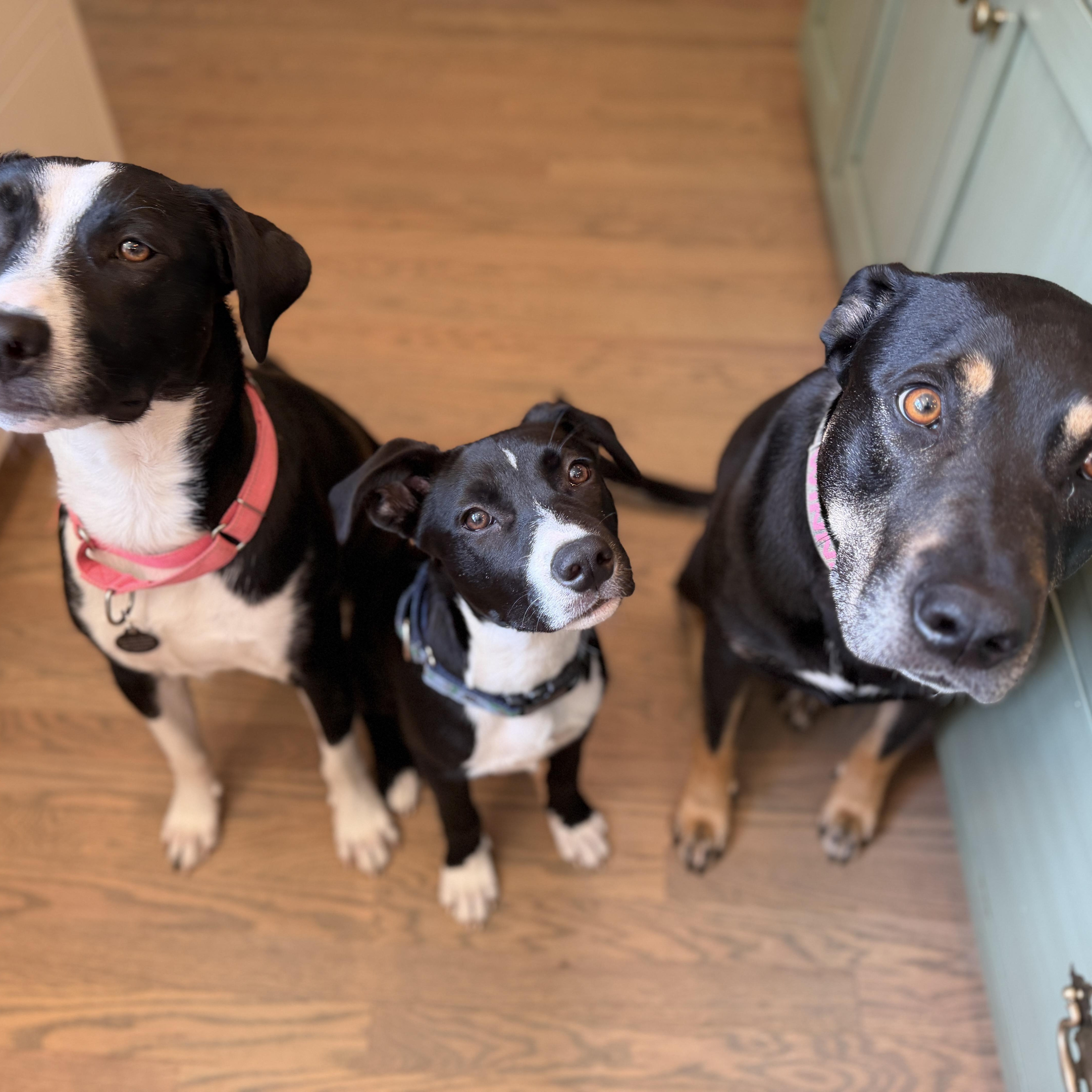 Scout, a Adoptable mixed breed in Chatham, NJ image 5/6