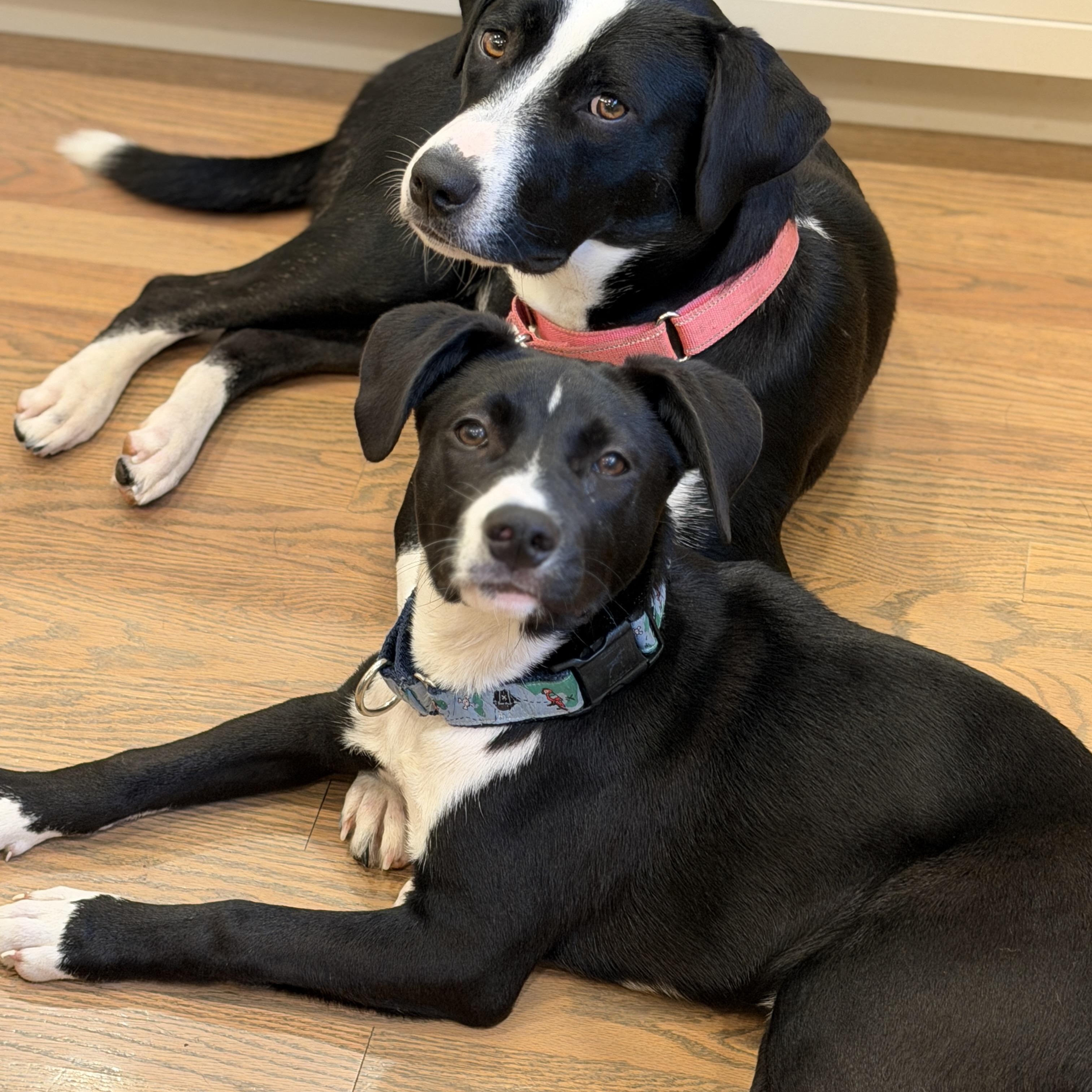 Scout, a Adoptable mixed breed in Chatham, NJ image 3/6