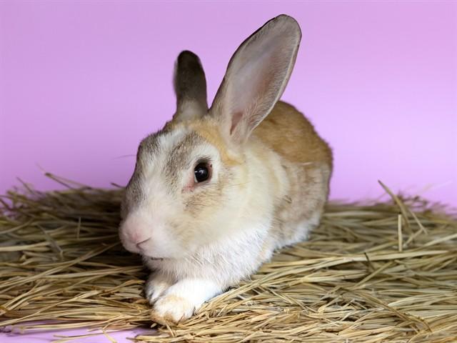 MARS, Adoptable, Young Male Bunny Rabbit.
