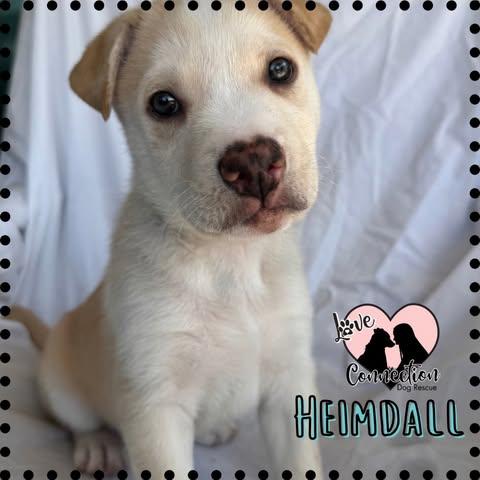 Heimdall