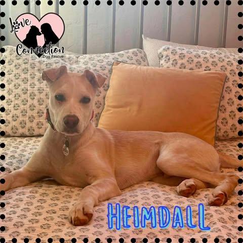 Enlarge Heimdall, a Adoptable mixed breed in Gilbert, AZ image 1/1