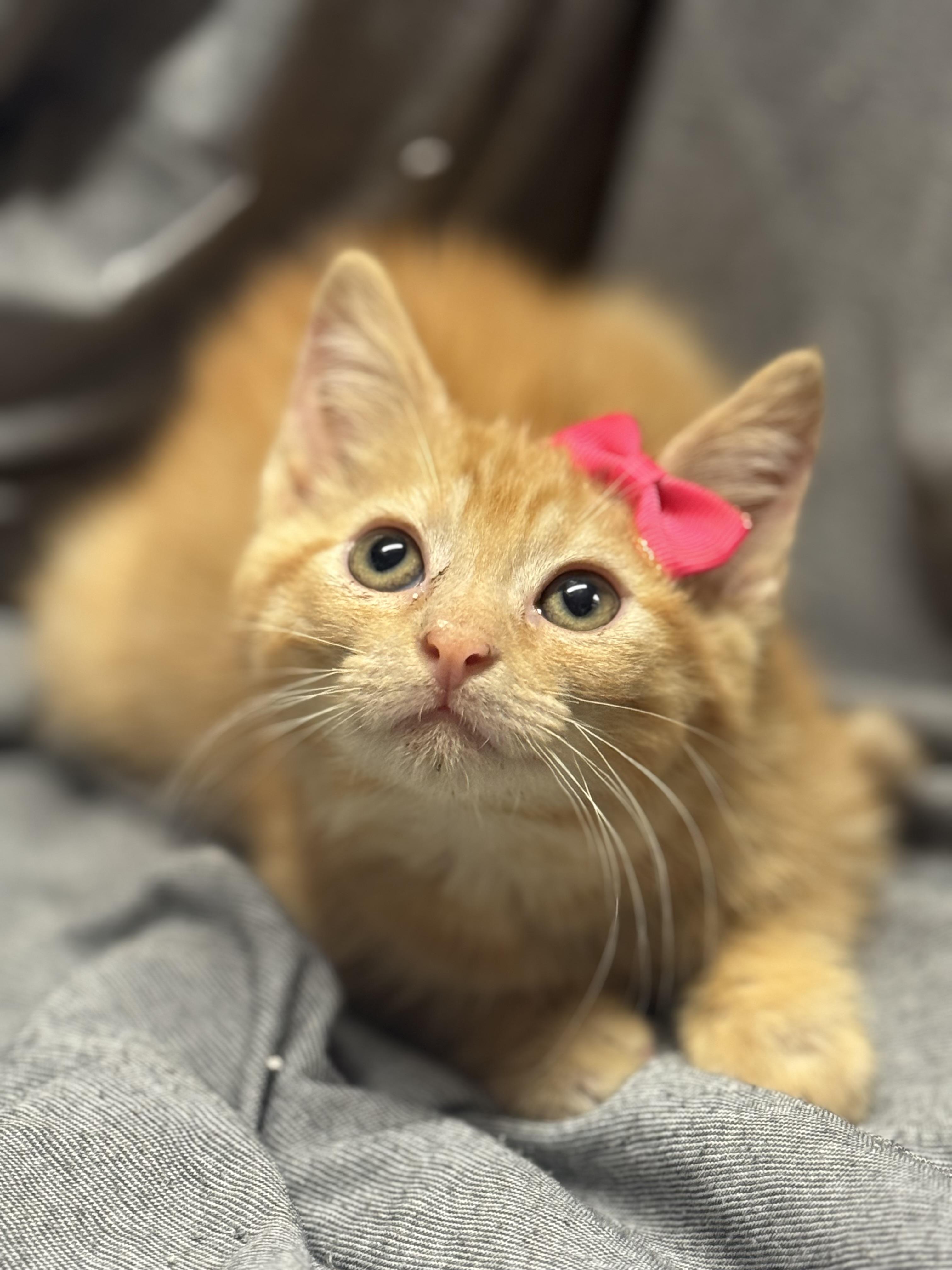 Enlarge Ziptang , a ADOPTABLE Domestic Short Hair in Fredericksburg, VA image 3/3