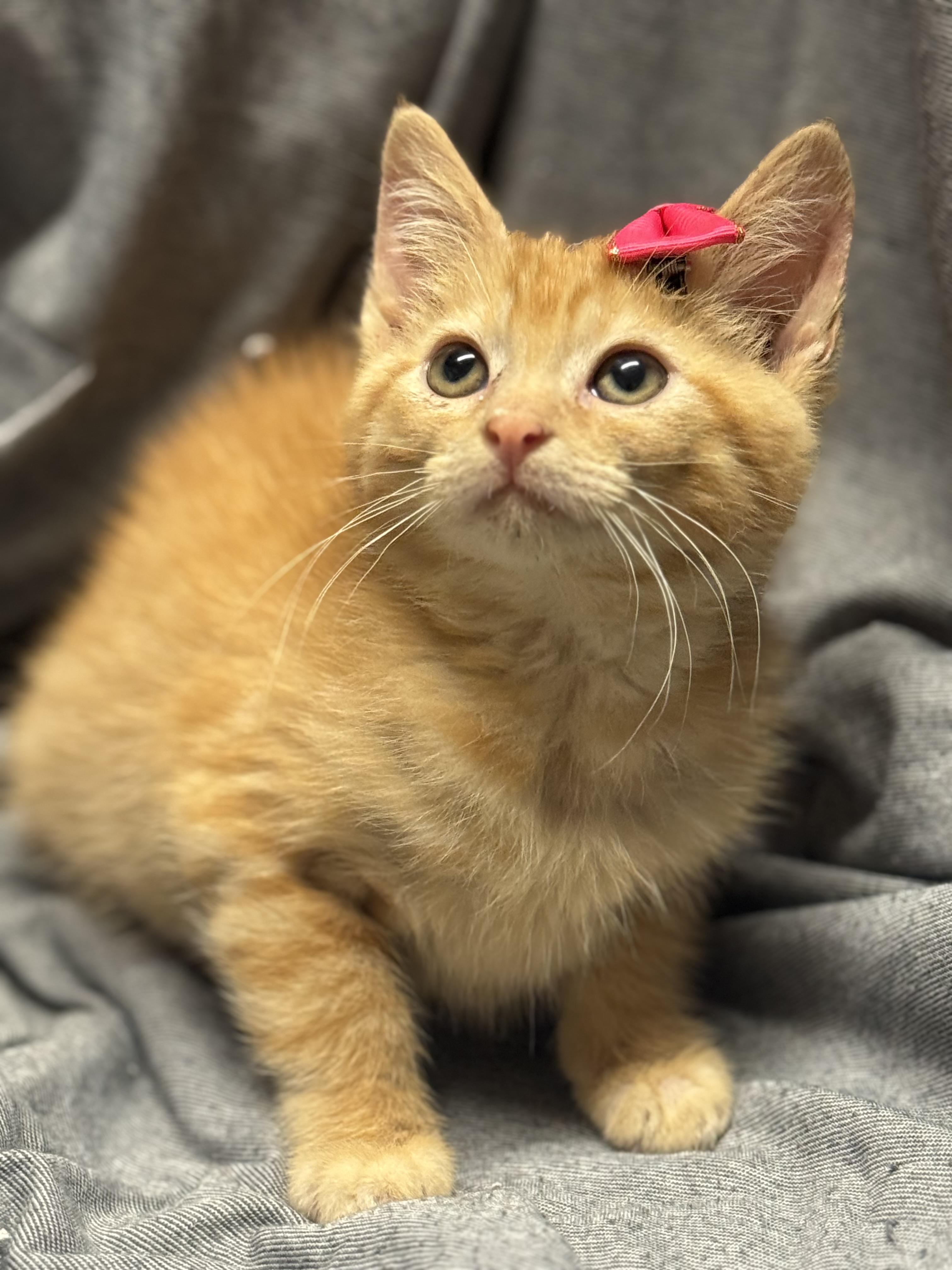 Enlarge Ziptang , a ADOPTABLE Domestic Short Hair in Fredericksburg, VA image 2/3