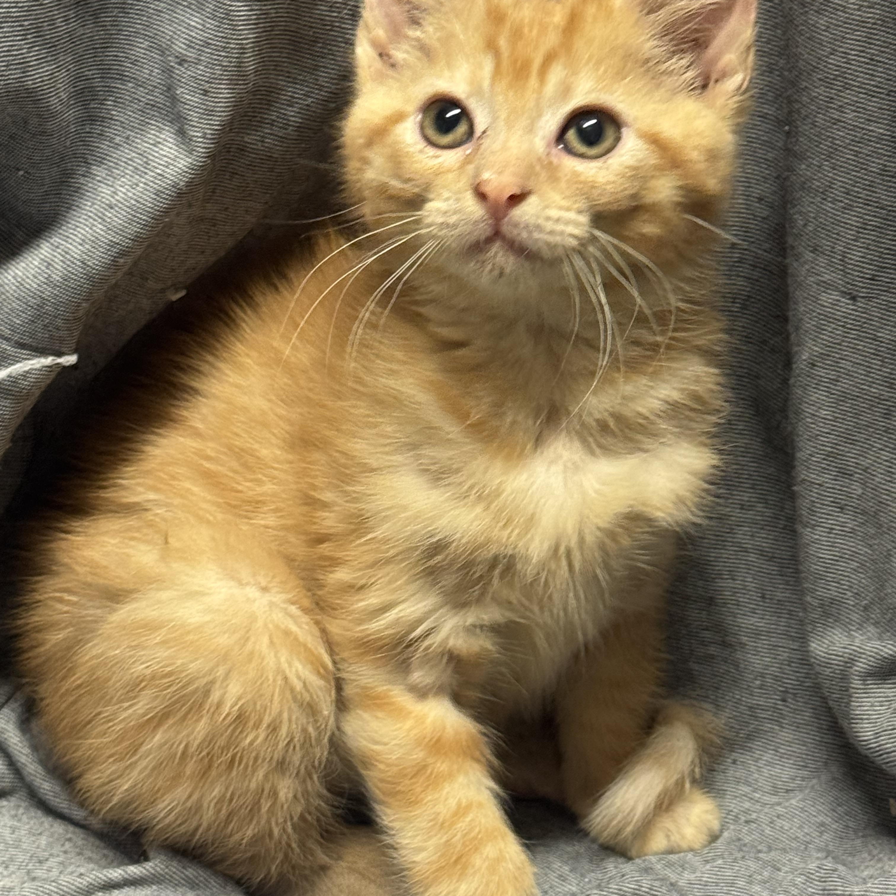 Ziptang , ADOPTABLE, Kitten Female Domestic Short Hair.