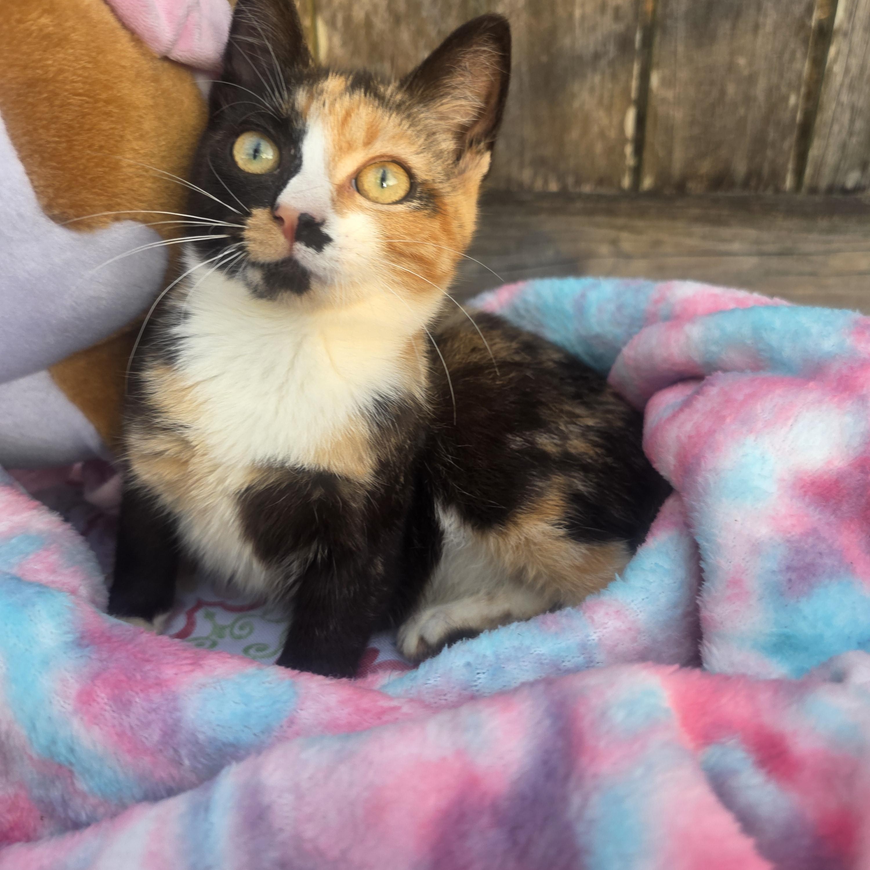 Merry, an adopted Calico in Boca Raton, FL image 1/3
