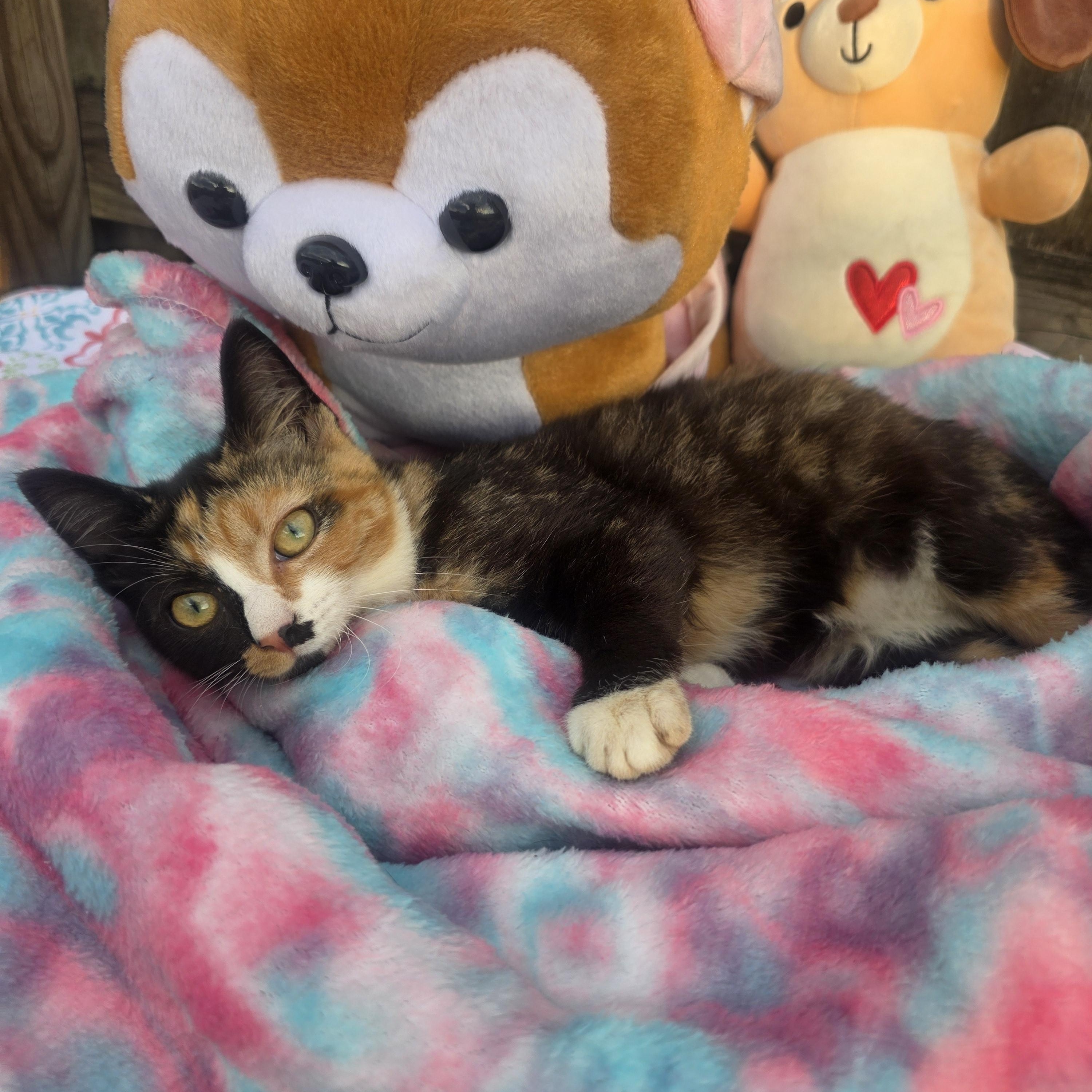 Merry, an adopted Calico in Boca Raton, FL image 2/3
