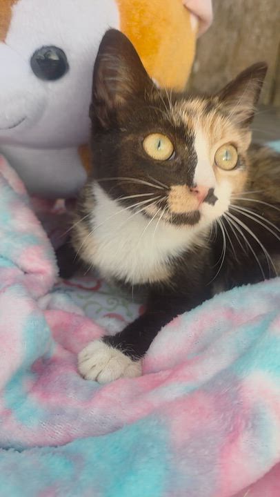 Enlarge Merry, an adopted Calico in Boca Raton, FL video 3/3