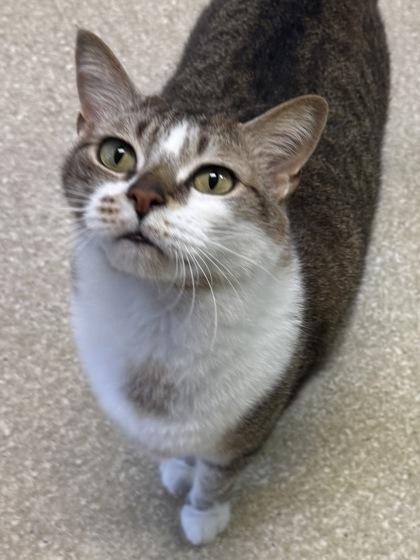 Rebel $25, Adoptable, Senior Male Domestic Short Hair & Domestic Short Hair.