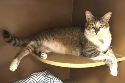 Rebel $25, a Adoptable mixed breed in Seneca, SC image 2/3