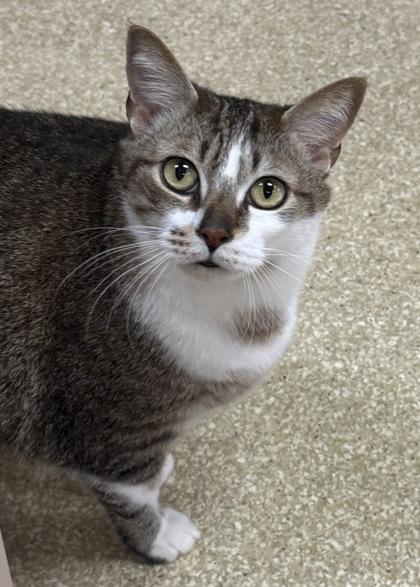 Rebel $25, a Adoptable mixed breed in Seneca, SC image 3/3
