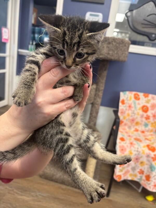 Louis, Adoptable, Kitten Male Domestic Short Hair.