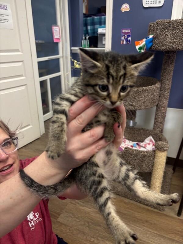 Enlarge Louis, a Adoptable Domestic Short Hair in Belton, MO image 2/3