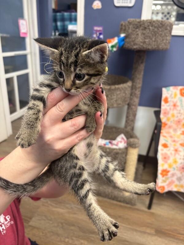 Enlarge Louis, a Adoptable Domestic Short Hair in Belton, MO image 3/3