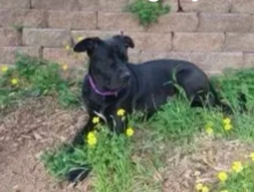 Maggie, an adoptable Black Labrador Retriever, Pit Bull Terrier in woodland hills, CA, 91364 | Photo Image 1
