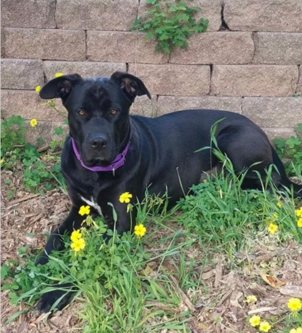Maggie, an adoptable Black Labrador Retriever, Pit Bull Terrier in woodland hills, CA, 91364 | Photo Image 3