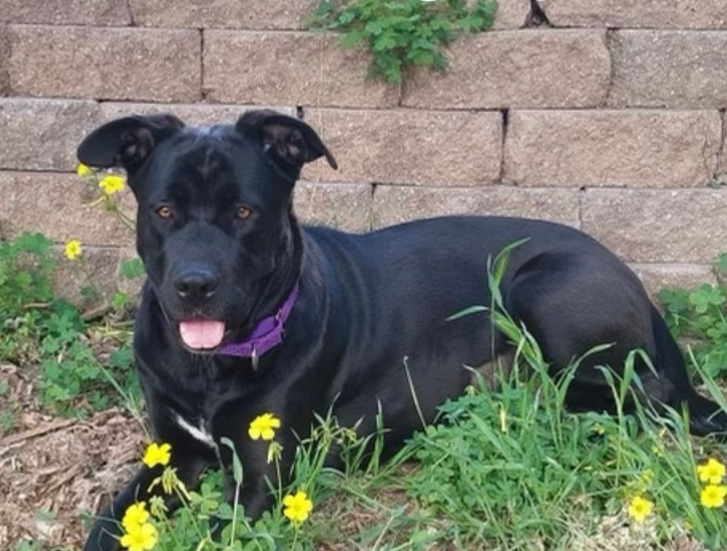 Maggie, an adoptable Black Labrador Retriever, Pit Bull Terrier in woodland hills, CA, 91364 | Photo Image 5