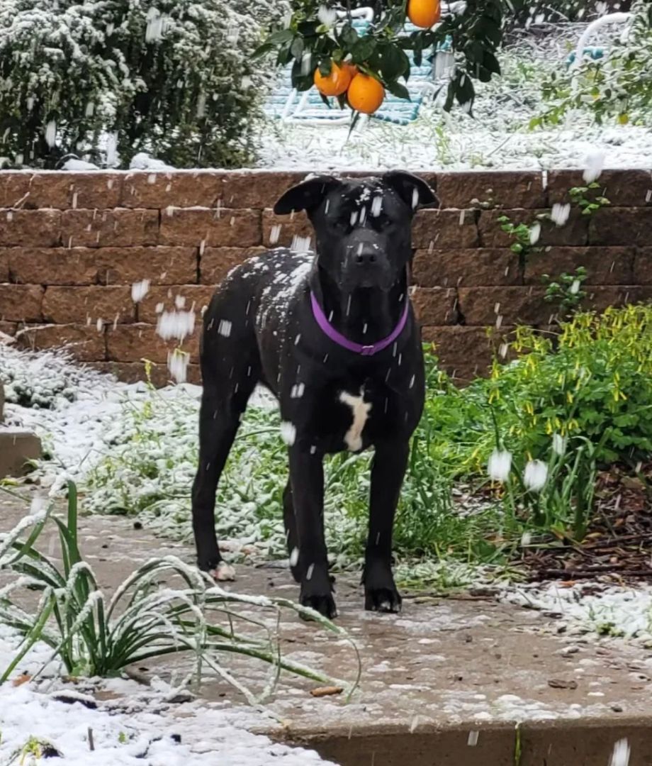 Maggie, an adoptable Black Labrador Retriever, Pit Bull Terrier in woodland hills, CA, 91364 | Photo Image 4