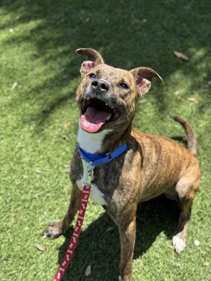 Enlarge Bando, a Adoptable mixed breed in North Miami Beach, FL image 1/2