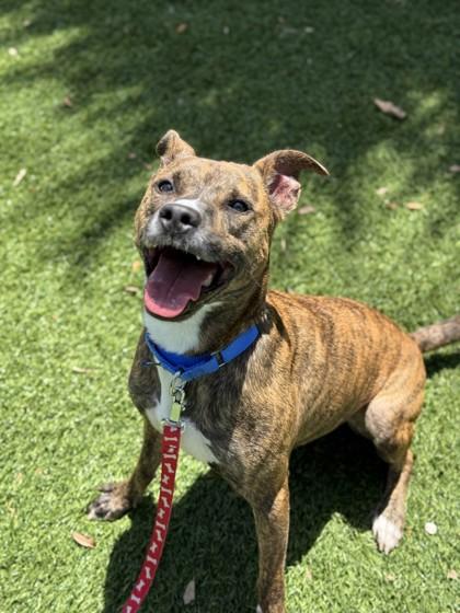 Enlarge Bando, a Adoptable mixed breed in North Miami Beach, FL image 2/2