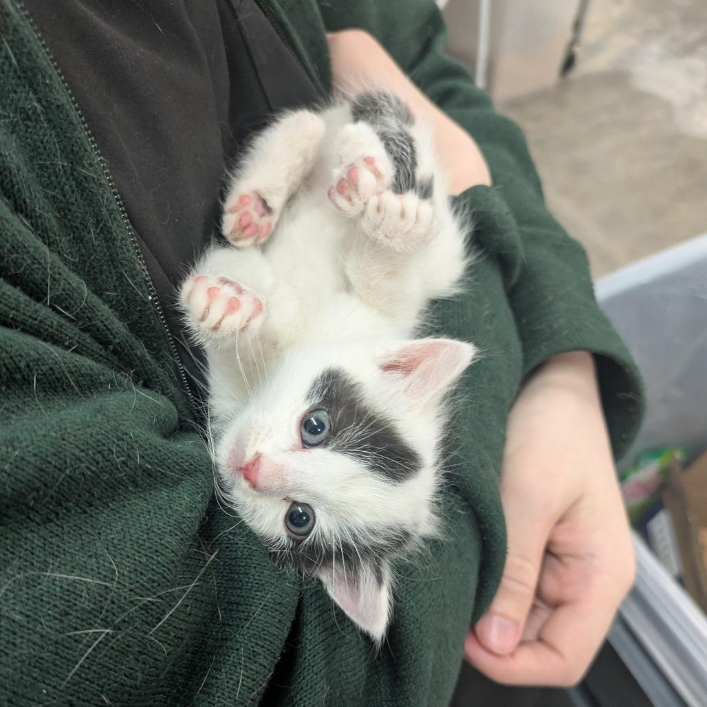 Meatlug, Adoptable, Kitten Male Domestic Short Hair.