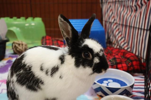 Enlarge ALOHA, a Adoptable Bunny Rabbit in Aliquippa, PA image 1/1