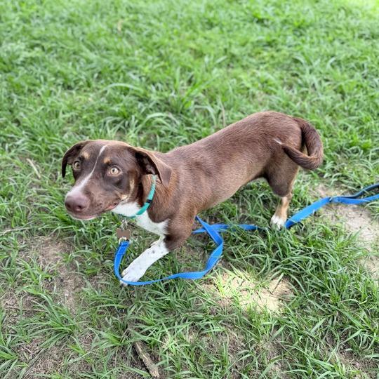 Vanellope Von Schweetz, Adoptable, Adult Female Dachshund & Terrier.