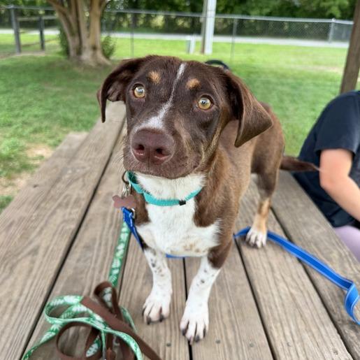 Enlarge Vanellope Von Schweetz, a Adoptable mixed breed in Carencro, LA image 2/5