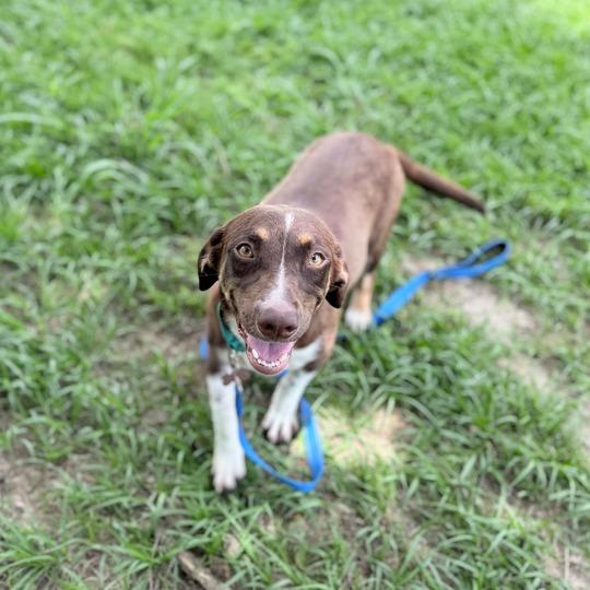 Enlarge Vanellope Von Schweetz, a Adoptable mixed breed in Carencro, LA image 3/5