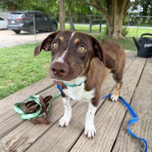 Enlarge Vanellope Von Schweetz, a Adoptable mixed breed in Carencro, LA image 4/5