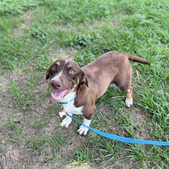Enlarge Vanellope Von Schweetz, a Adoptable mixed breed in Carencro, LA image 5/5