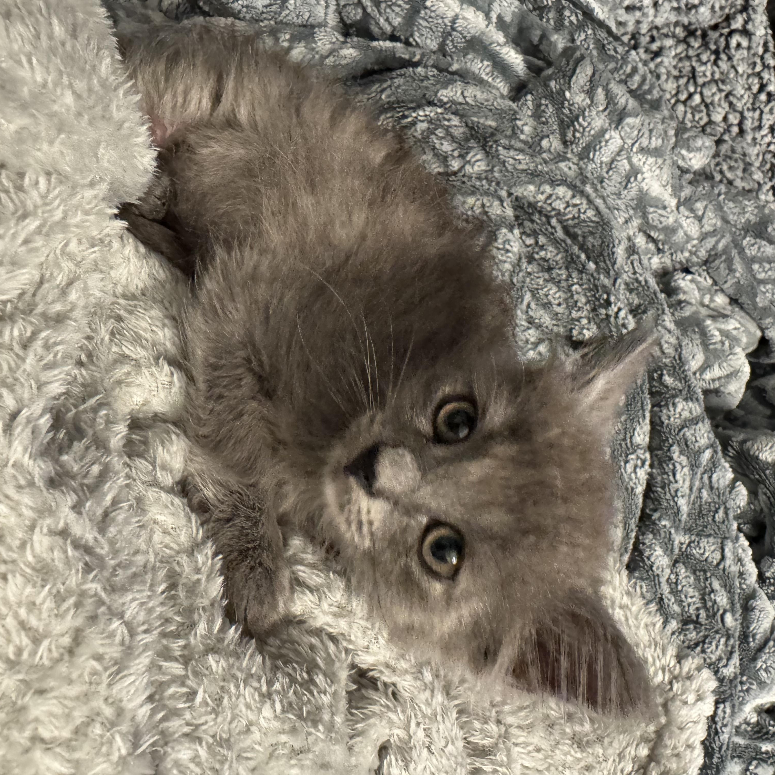 Froggy, a ADOPTABLE Dilute Calico in Hartford, CT image 2/6