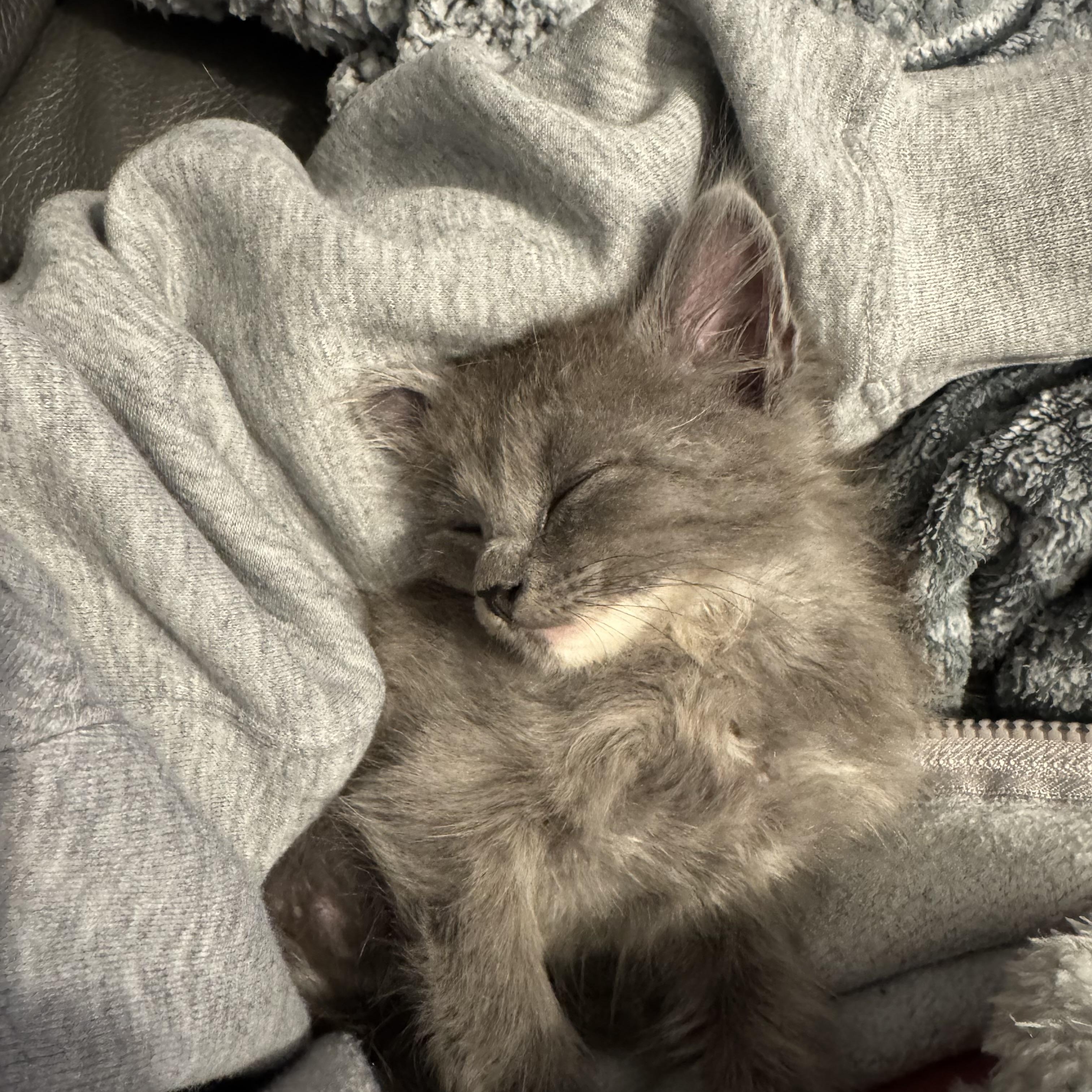 Froggy, a ADOPTABLE Dilute Calico in Hartford, CT image 4/6