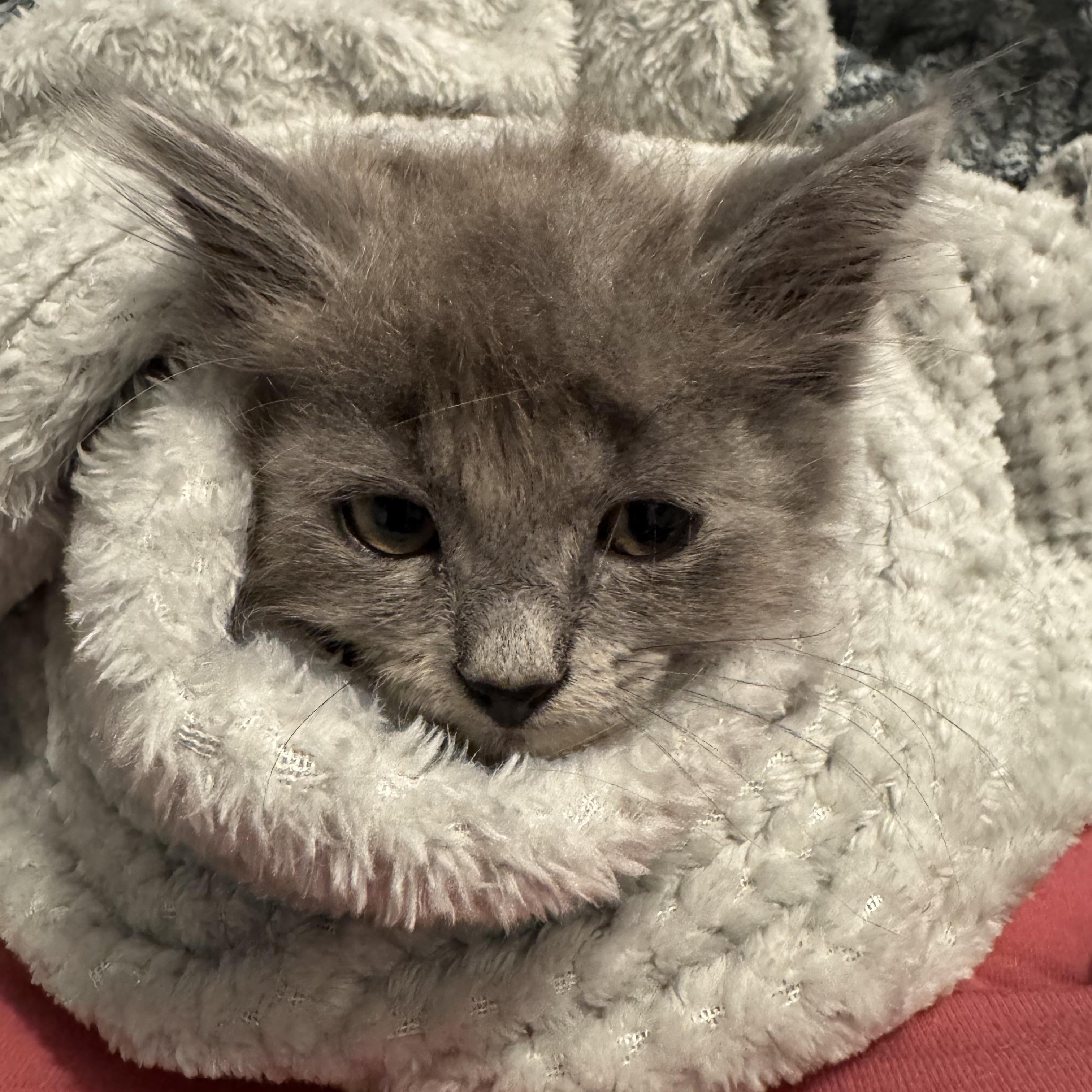 Froggy, a ADOPTABLE Dilute Calico in Hartford, CT image 3/6