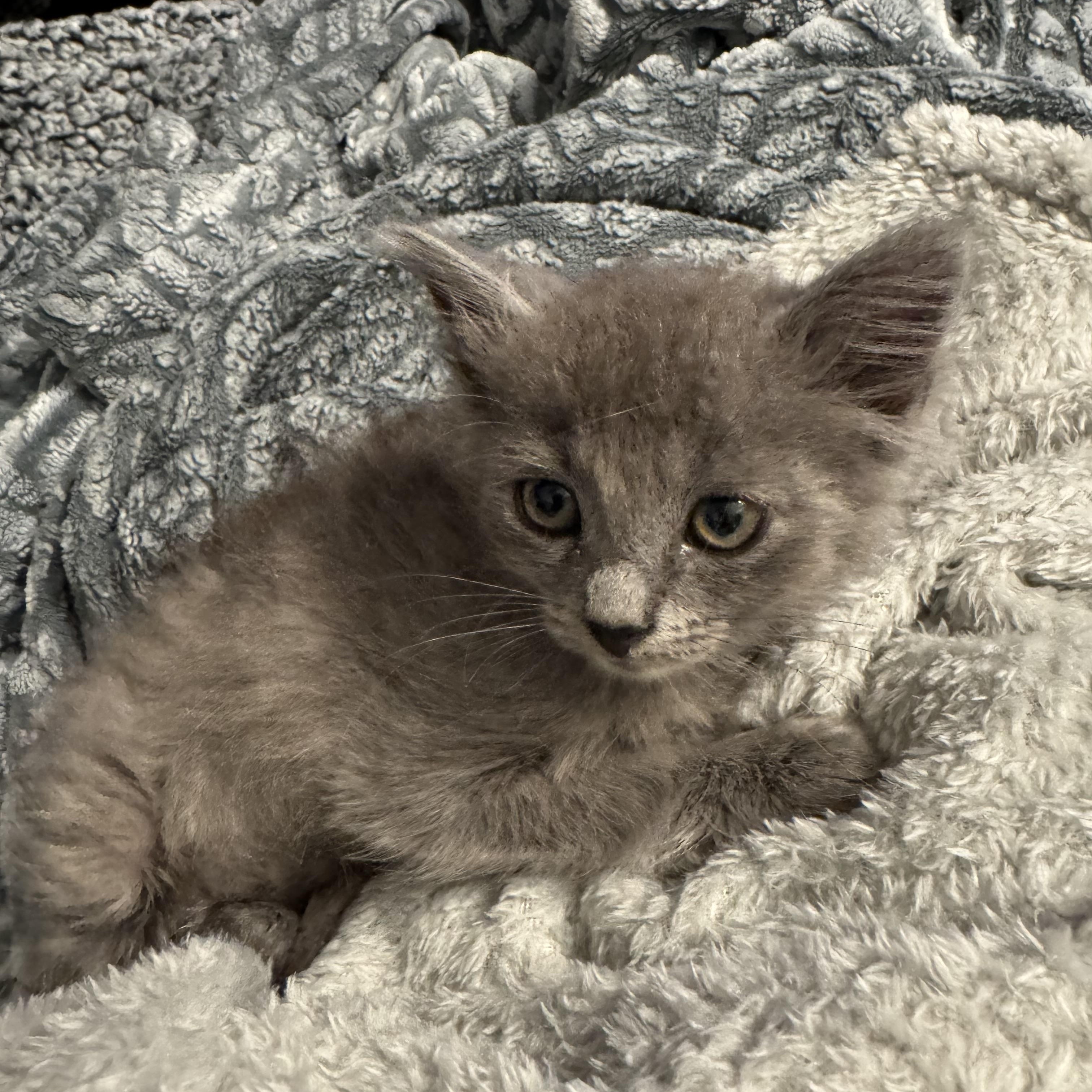 Froggy, a ADOPTABLE Dilute Calico in Hartford, CT image 1/6