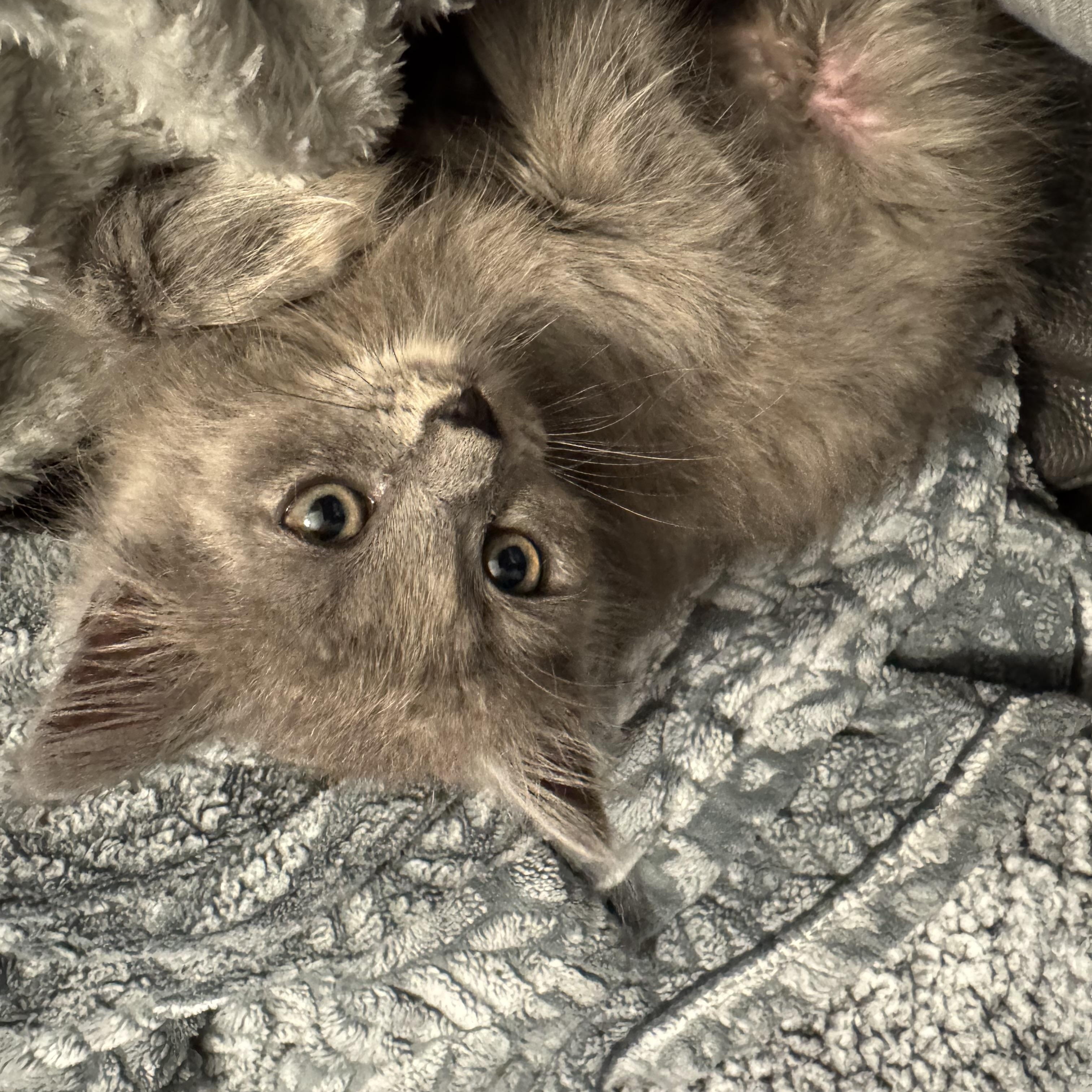 Froggy, a ADOPTABLE Dilute Calico in Hartford, CT image 5/6