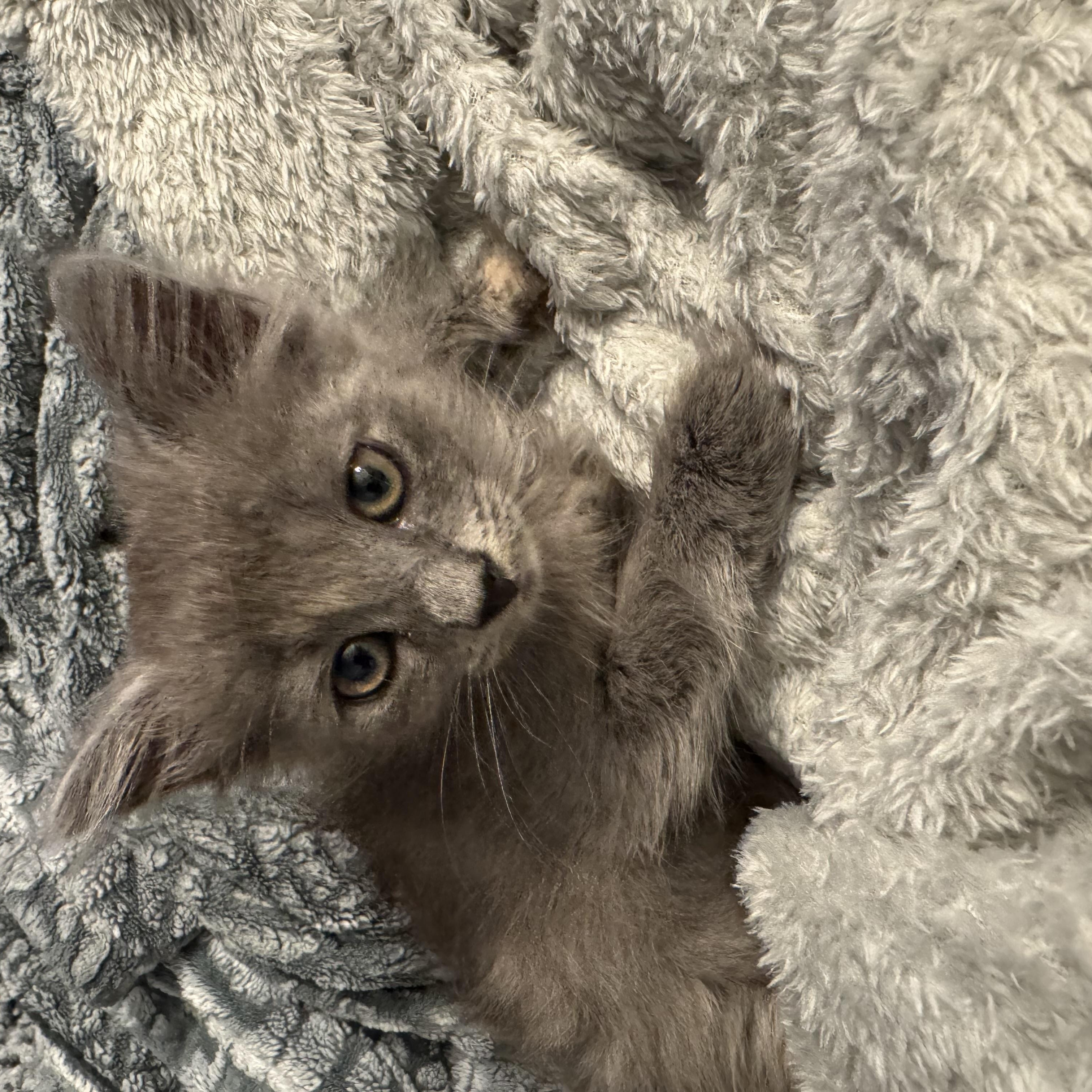 Froggy, a ADOPTABLE Dilute Calico in Hartford, CT image 6/6
