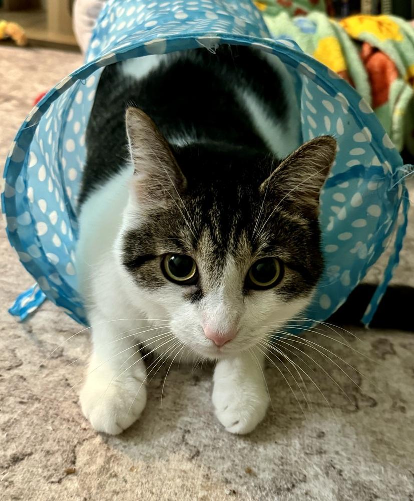 Enlarge Stevie, a Adoptable Domestic Short Hair in Springdale, PA image 1/5