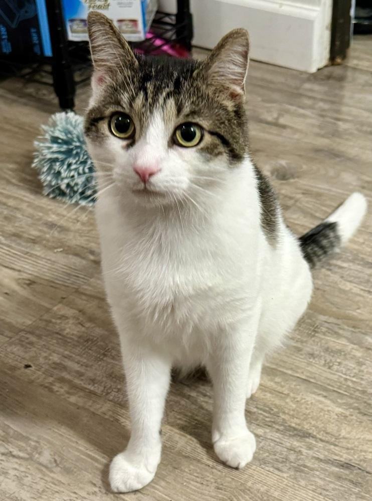 Enlarge Stevie, a Adoptable Domestic Short Hair in Springdale, PA image 3/5