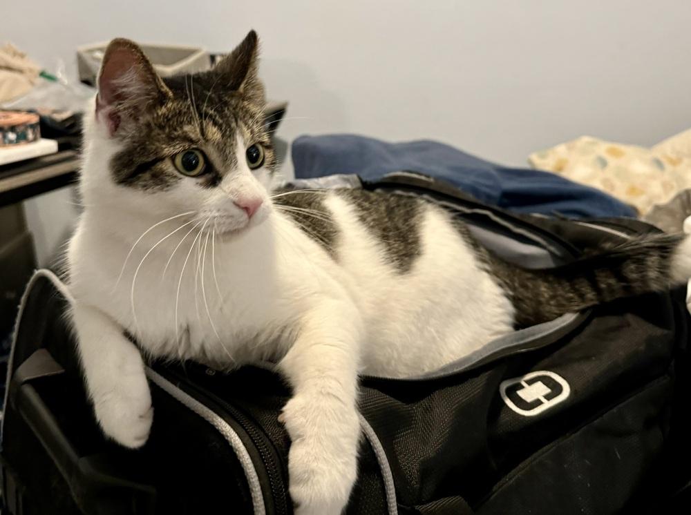 Enlarge Stevie, a Adoptable Domestic Short Hair in Springdale, PA image 4/5