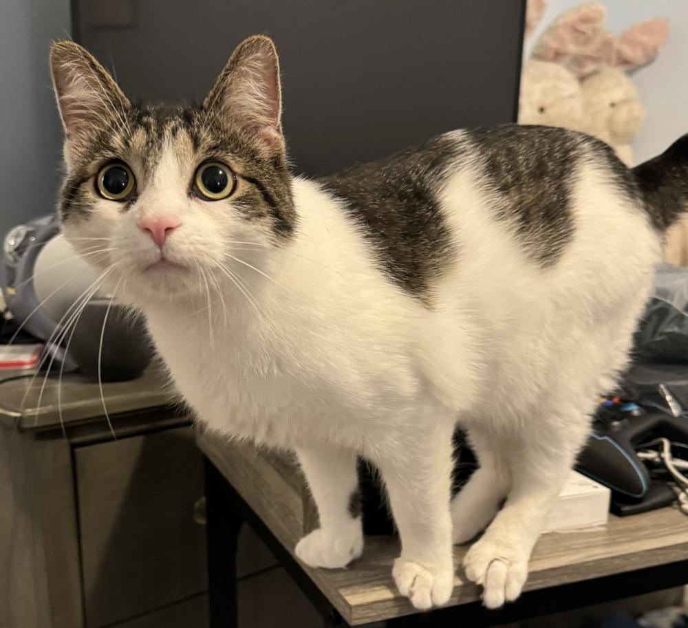 Enlarge Stevie, a Adoptable Domestic Short Hair in Springdale, PA image 5/5