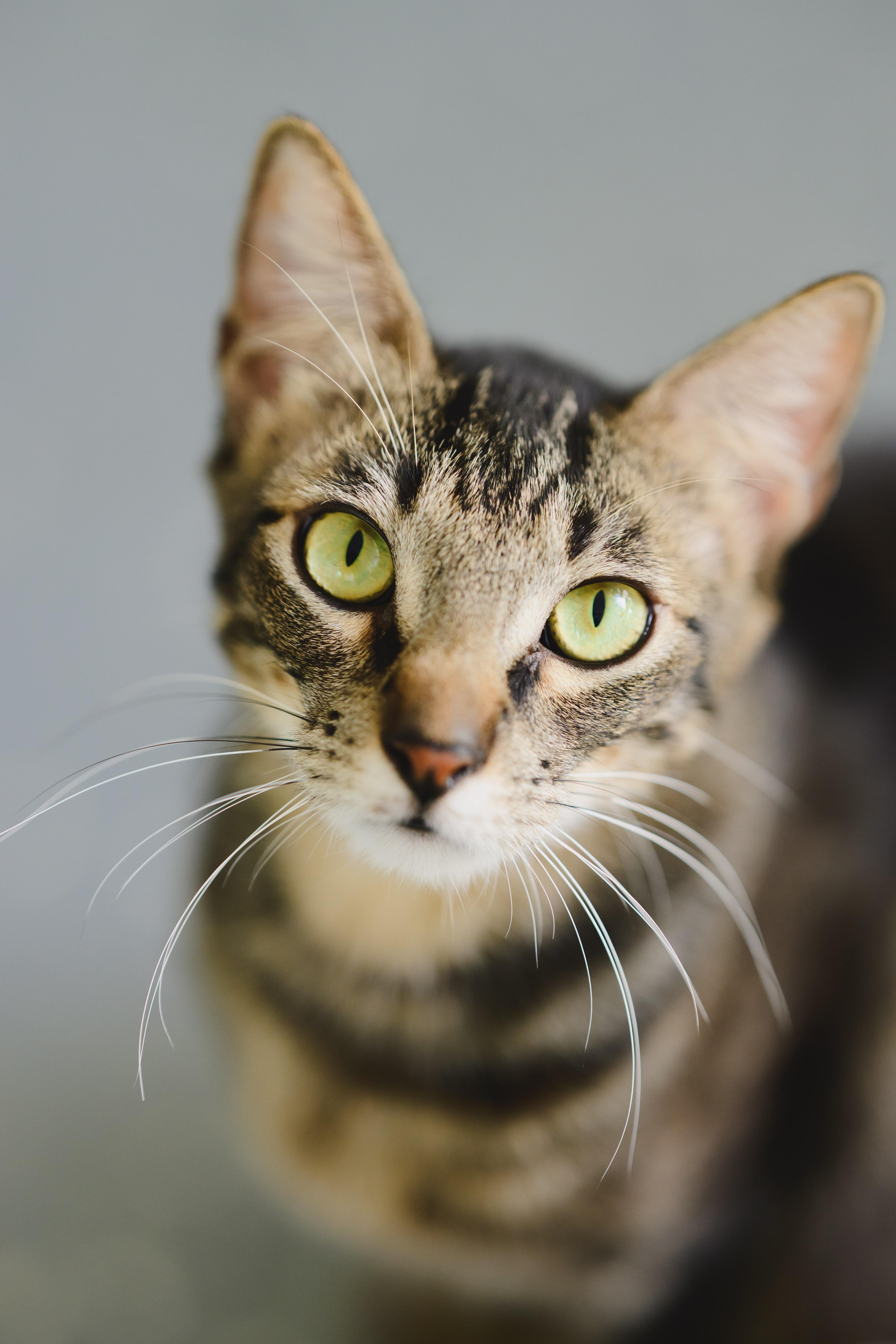 Lahaina, a Adoptable Domestic Short Hair in Honolulu, HI image 1/6